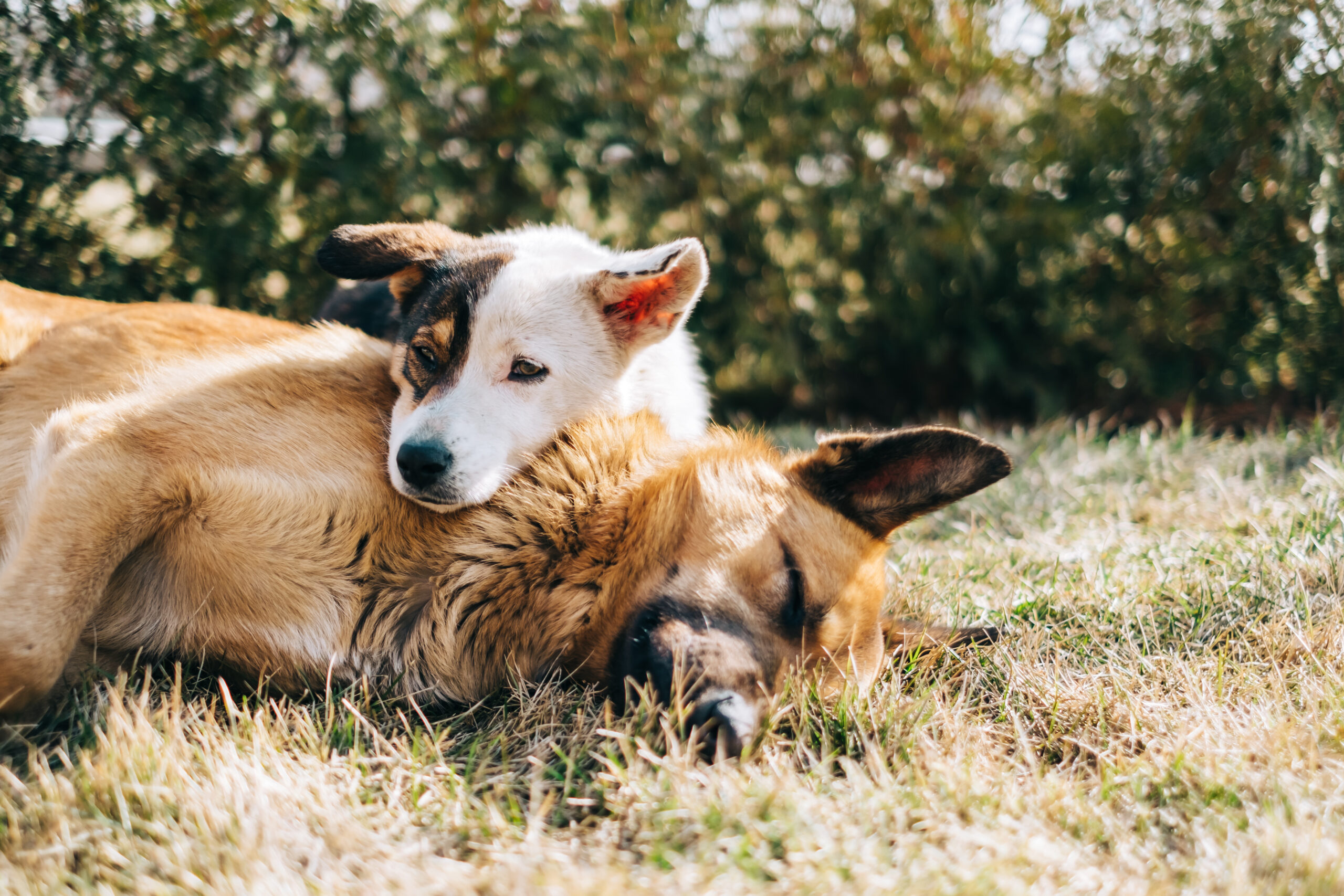 Dog with veterinarian