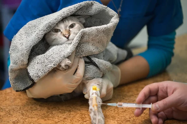Veterinarian makes an injection to a cat in the catheter