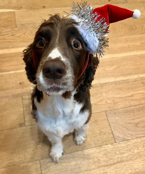 Dog with Christmas Hat