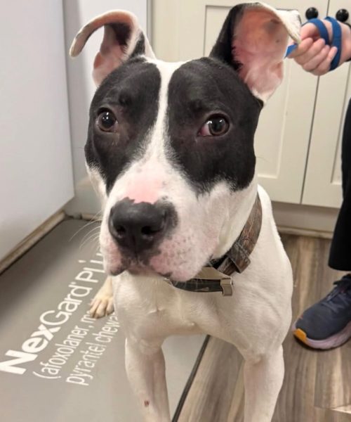 Dog standing on exam table at veterinary clinic during checkup